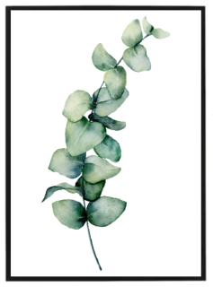 Eucalypt