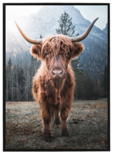 Highland kráva