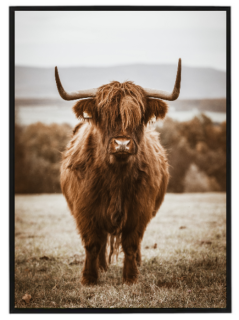 Highland kráva beige