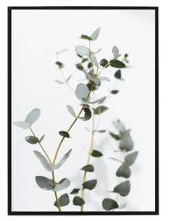 Eukalyptus N2