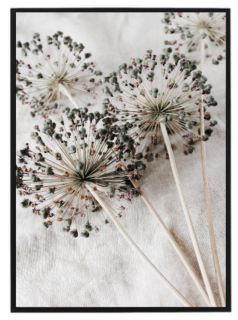Dry Allium