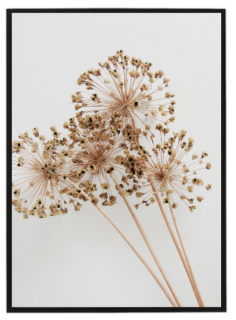 Dry Allium