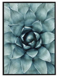 Succulent 