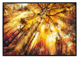 Orange forest sun 