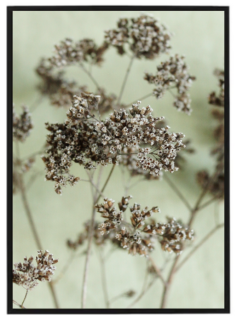 Dry flower