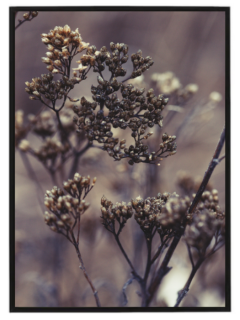 Beige dry flower