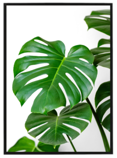 Monstera leaf