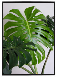 Monstera leaf N1
