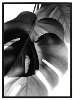 Monstera leaves BW