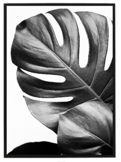 Monstera leaves 