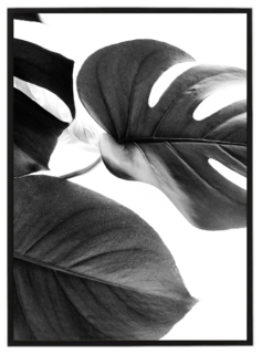 Monstera leaves N2