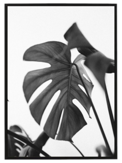 Monstera leaves N2