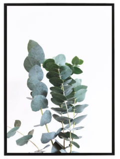 Eucalyptus
