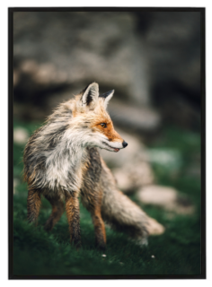 Fox in forest dark green