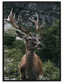 Young deer