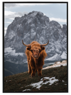 Highland cow