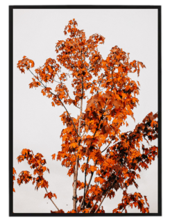 Tree orange autumn