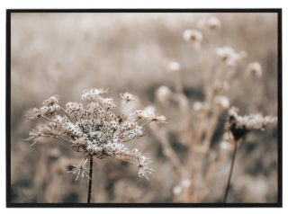 Dry grass 