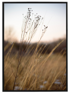 Suchá tráva plakát