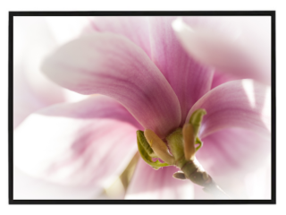 Pink flower