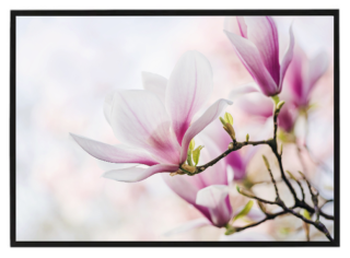 Magnolia