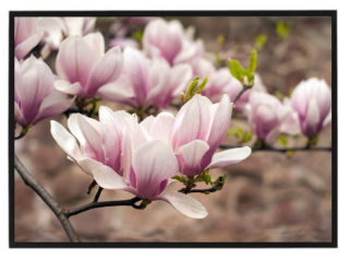 Magnolia N1
