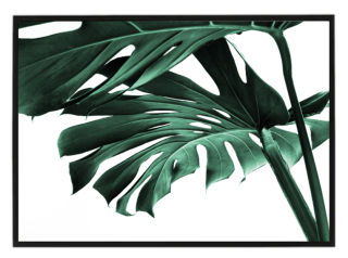 Monstera list