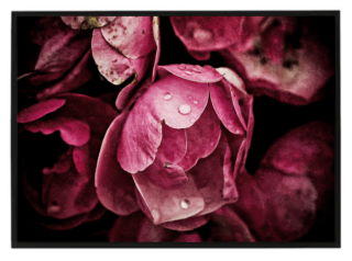 Pivoňky dark pink