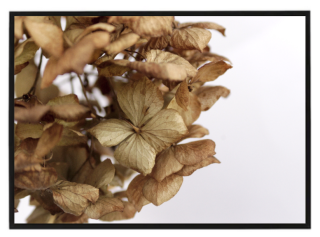 Hydrangea