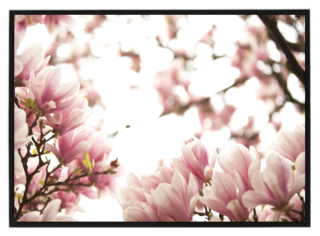 Magnolie N2