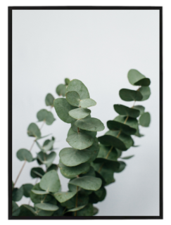 Eukalyptus