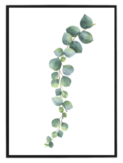 Eukalyptus větev