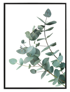 Eukalyptus N1