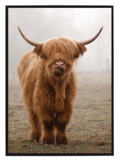 Highland cow