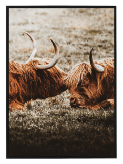 Highland cow pair
