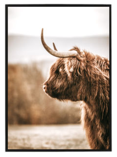 Highland cow N1