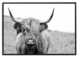 Highland cow ČB