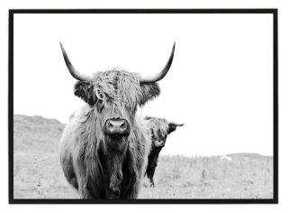 Highland cow ČB N1