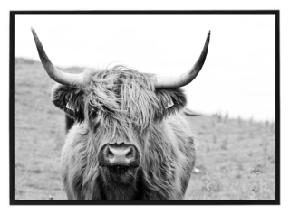 Highland cow ČB N2