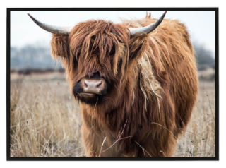 Highland cow N3