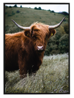 Highland cow dark green