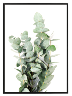Eukalyptus 
