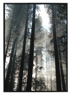 Dark forest