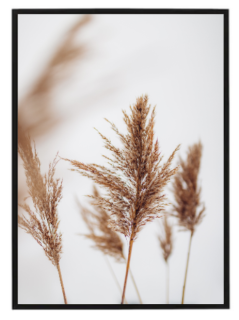 Pampas