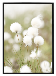 Cotton
