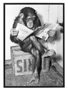 Monkey and newspaper