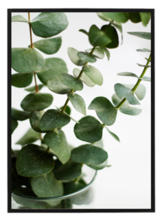 Eucalypt N1