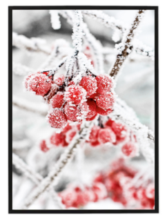 Red berries