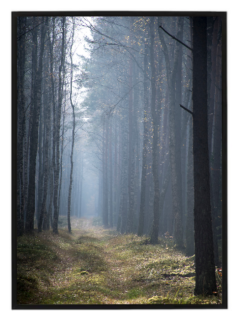 Dark forest