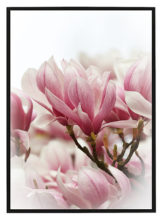 Pink magnolia N1